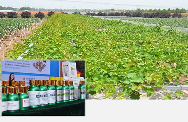 植保、水肥、保鲜产品一应俱全