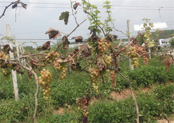 葡萄霜霉病防治不利，导致叶片全部枯死脱落