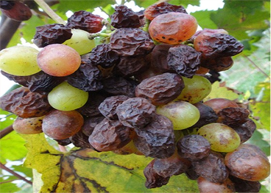 葡萄炭疽病危害严重