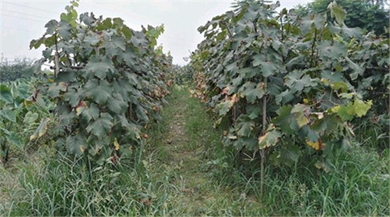 龙泉地区种植模式