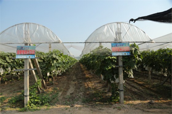 葡萄设施栽培