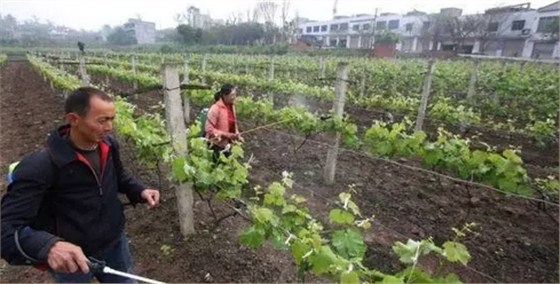 西安北农华