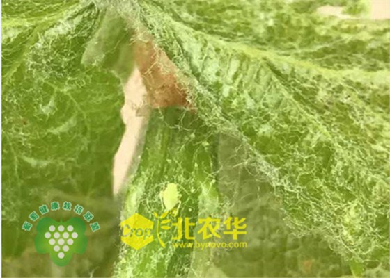 绿盲蝽