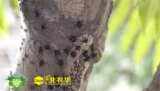 北农华