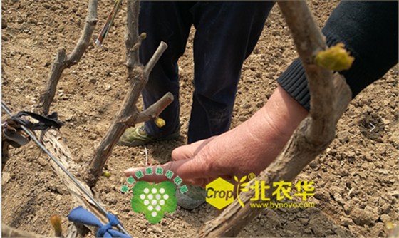 北农华