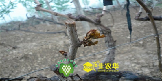 北农华