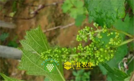 北农华