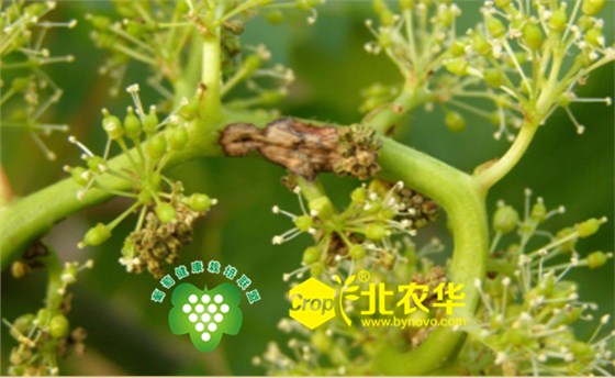 北农华