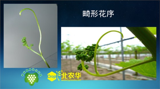 北农华