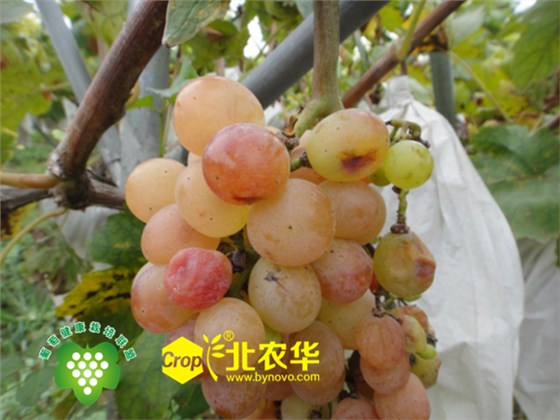 北农华