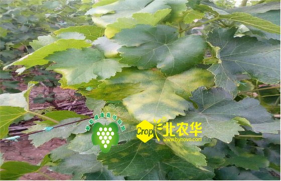 北农华