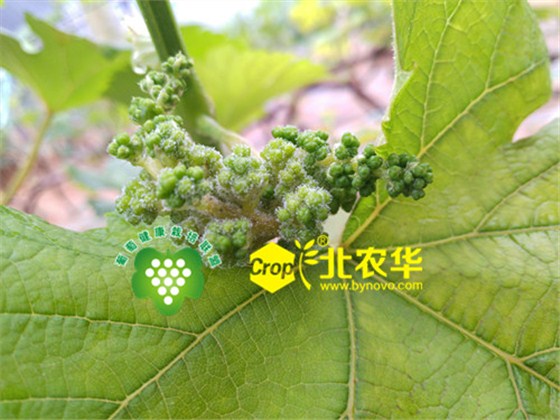 北农华