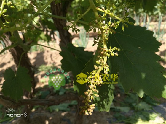 葡萄花期霜霉病