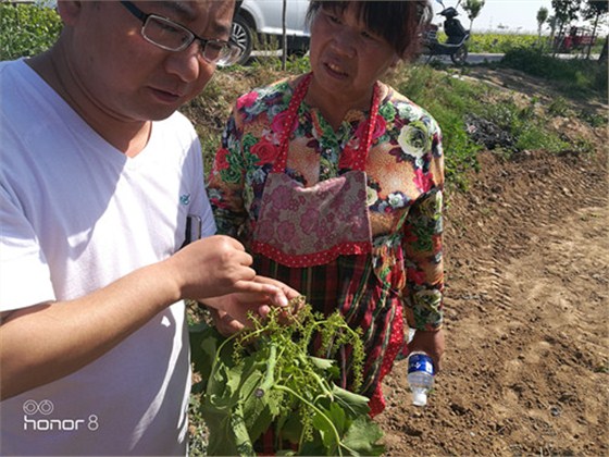 葡萄花期霜霉病