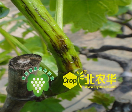 葡萄溃疡病 葡萄溃疡病