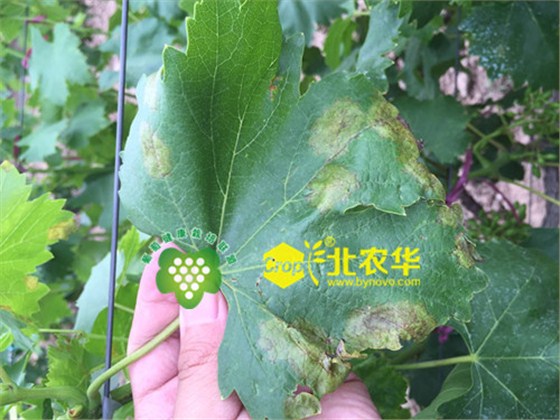 葡萄霜霉病危害叶片