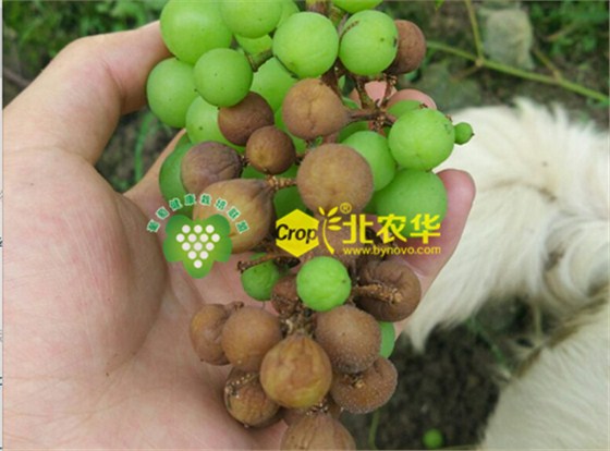 葡萄白腐病 葡萄白腐病