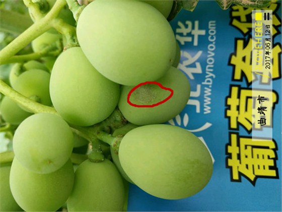 葡萄白粉病