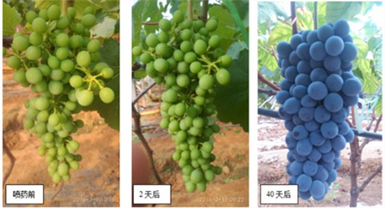 葡萄套袋 葡萄套袋