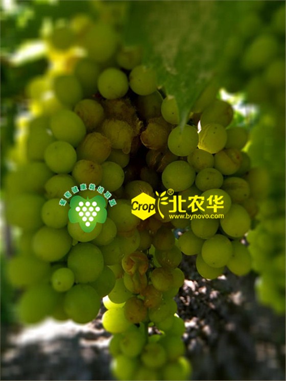 裂果引起葡萄酸腐病 裂果引起葡萄酸腐病
