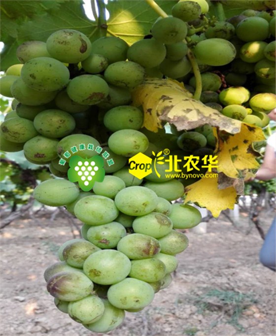 葡萄裂果 葡萄裂果