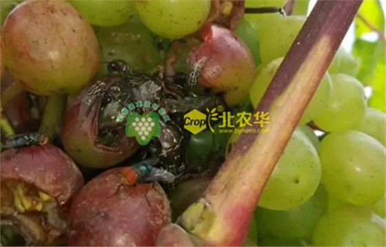 葡萄酸腐病 葡萄酸腐病