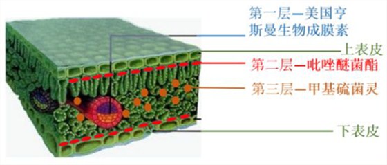 葡萄灰霉病