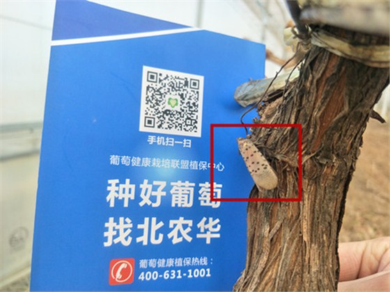 斑衣蜡蝉 斑衣蜡蝉