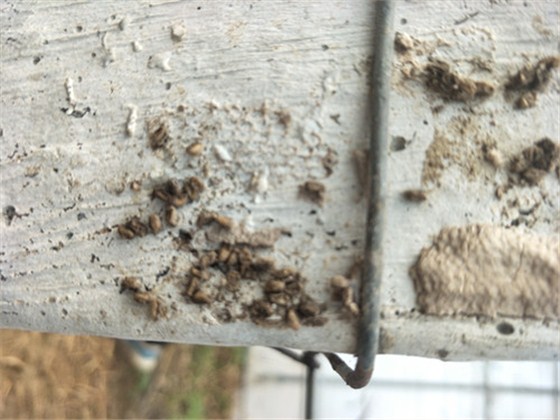 斑衣蜡蝉 斑衣蜡蝉