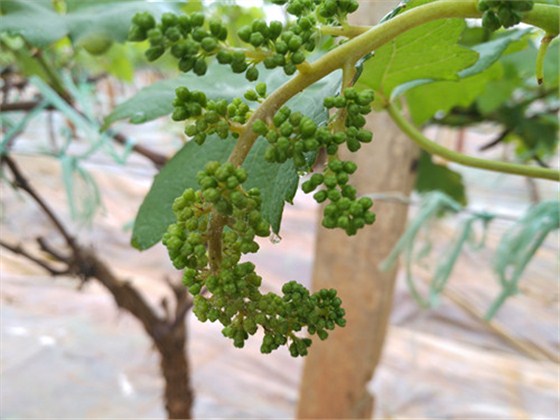 葡萄花期霜霉病