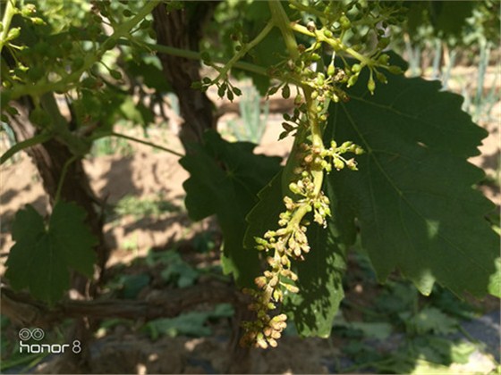 葡萄花期霜霉病