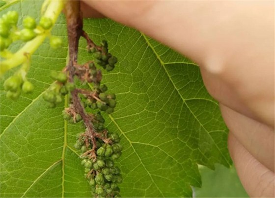 葡萄灰霉病