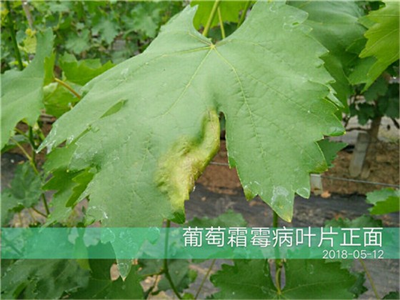 北农华