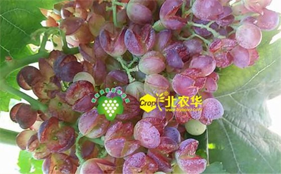 北农华
