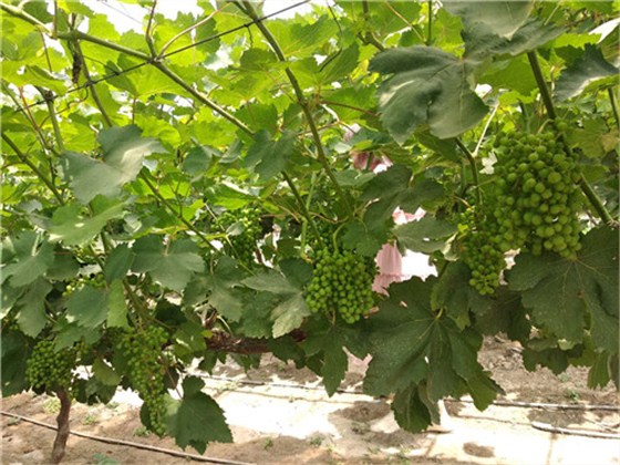 www.bnh99.com