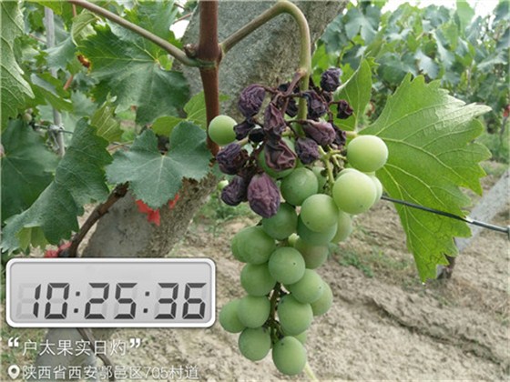 户太果实日灼 户太果实日灼