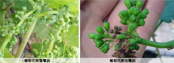 葡萄广谱杀菌剂：俊驰