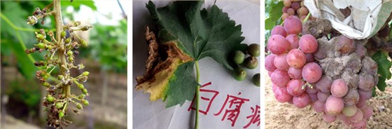 葡萄广谱杀菌剂：俊驰