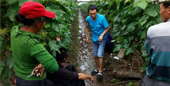 葡萄广谱杀菌剂：赛高