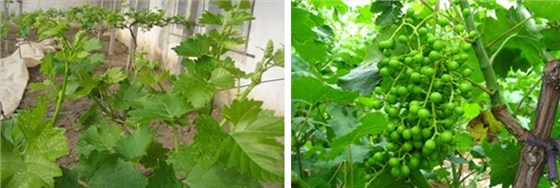 葡萄广谱杀菌剂：赛高
