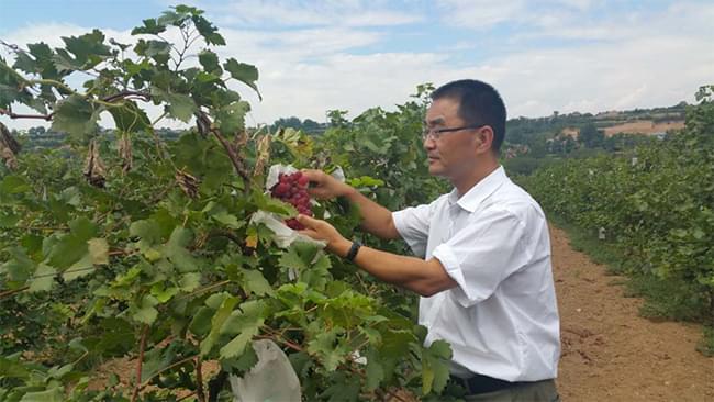 时老师走基层查看药效试验