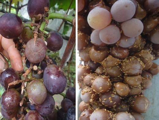 葡萄酸腐病果实在植株上受到危害状