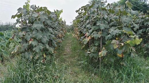 龙泉地区种植模式