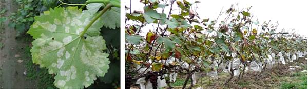 葡萄病虫害防治