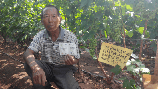 葡萄白粉病防治