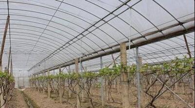 西安北农华设施栽培