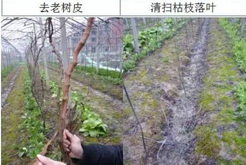 北农华葡萄去皮