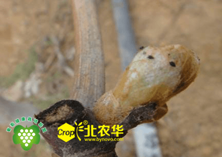 wxid_bswtb5t71f6j12_1487034923147_64_副本 wxid_bswtb5t71f6j12_1487034923147_64_副本