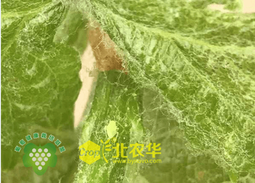 绿盲蝽