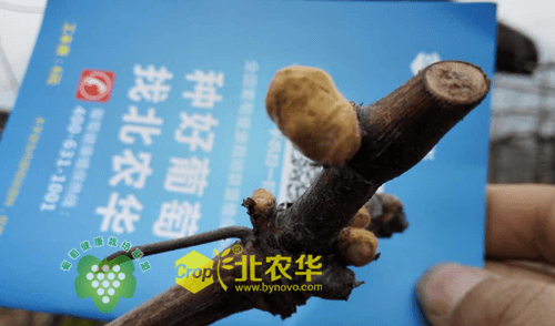 北农华